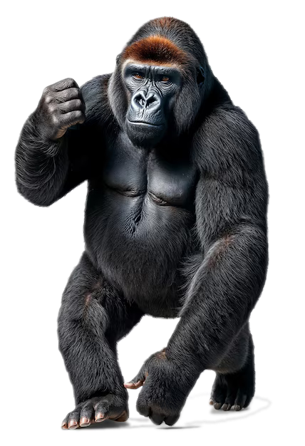 gorillapfp
